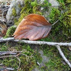 minnisspil-ur-laufum