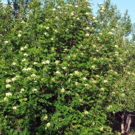 skogarleidangur-veftre