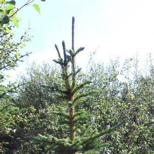 umhirda-ungskogar-toppsnyrting