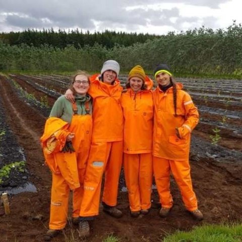 Þessi hópur vann við gróðursetningu í reiti með kynbættum öspum á Tumastöðum. Ljósmynd: Michelle Prostler
