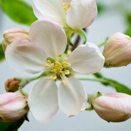 Ávaxtatré og runnar voru komnir í blóma í gróðurskálum á Reykjum og glöddu þátttakendur á námskeiðinu.. Ljósmynd: Ólafur Oddsson