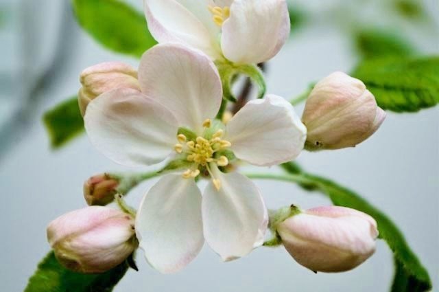 Ávaxtatré og runnar voru komnir í blóma í gróðurskálum á Reykjum<br />
og glöddu þátttakendur á námskeiðinu.
