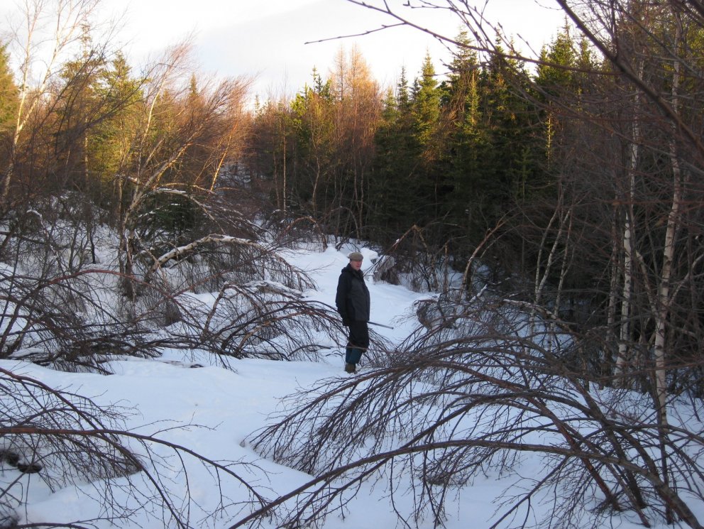 Falleg björk í Kristnesskógi