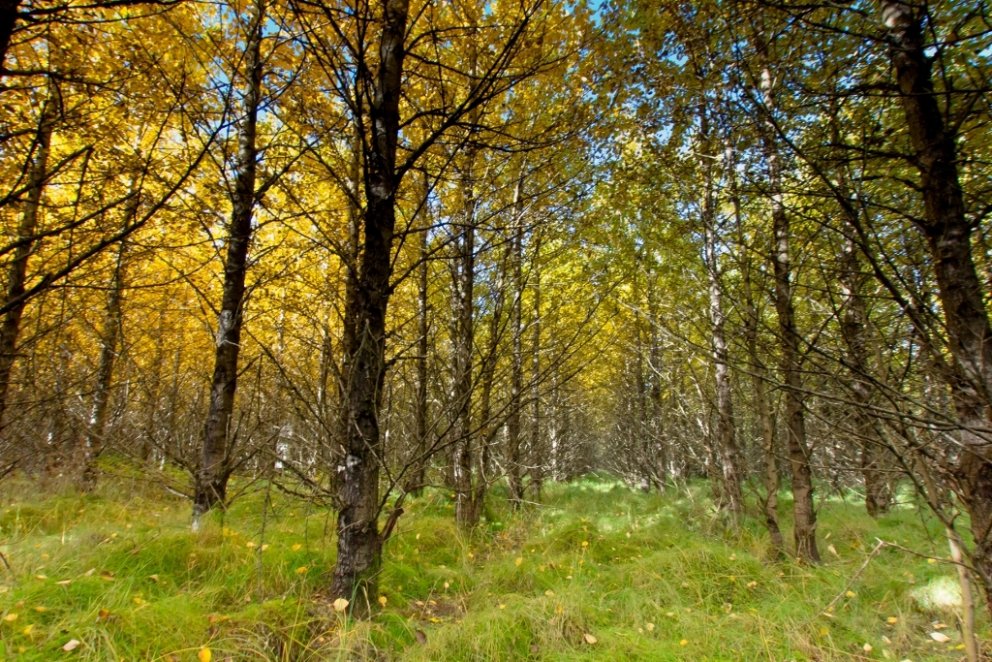 Alaskaösp getur vaxið vel á Íslandi og er öflug tegund til að binda kolefni. Að auki gefur sjálfbær …