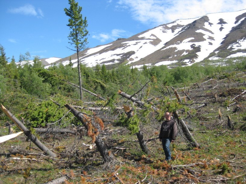 Snjóflóðaviður úr Þórðarstaðaskógi