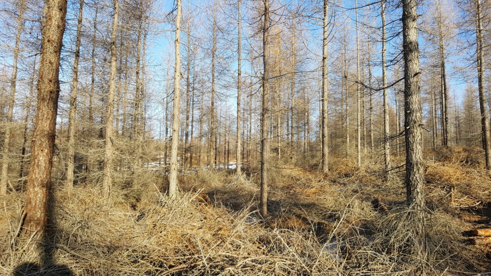 Nýgrisjaður lerkiskógur á Höfða Héraði. Greinar á skógarbotni eftir grisjun eru ekki rusl heldur mik…