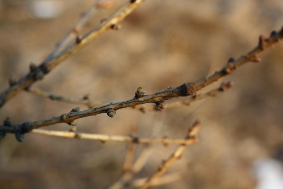 Grænkar á Héraði