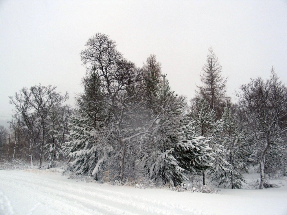 Mikill snjór á Hallormsstað
