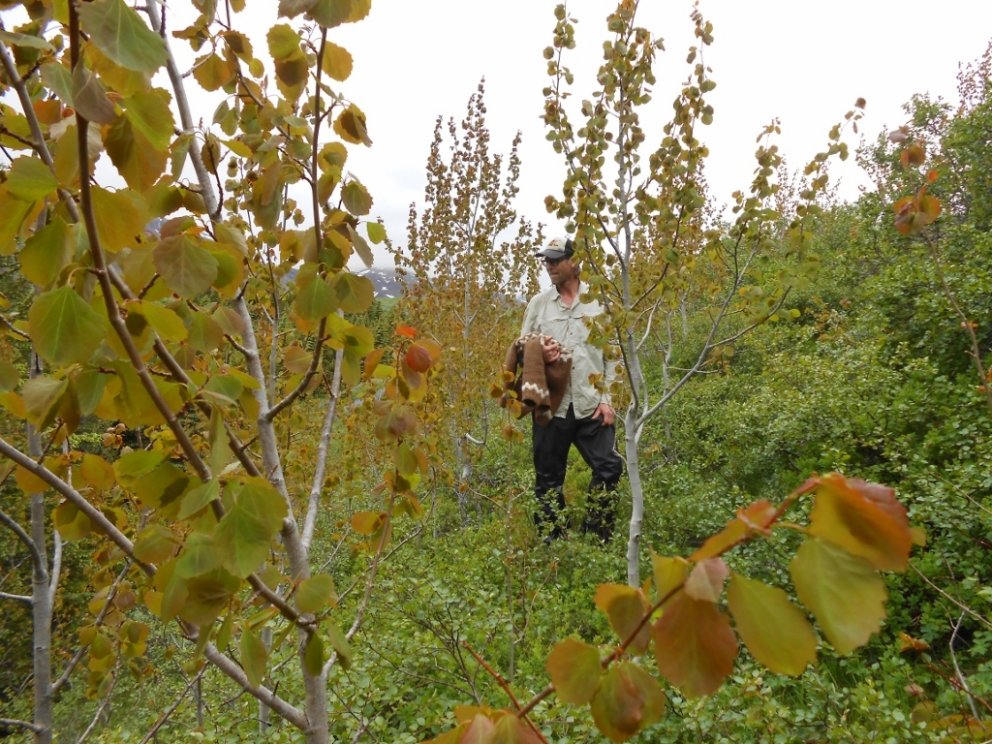 Lárus, sem er tæpir 2 m á hæð, innan um öspina í Jórvík í Breiðdal.