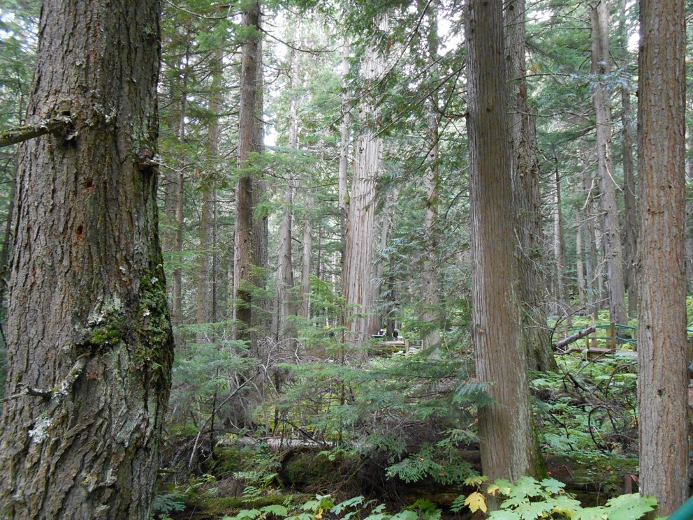 Risatrén I:Risalífviður