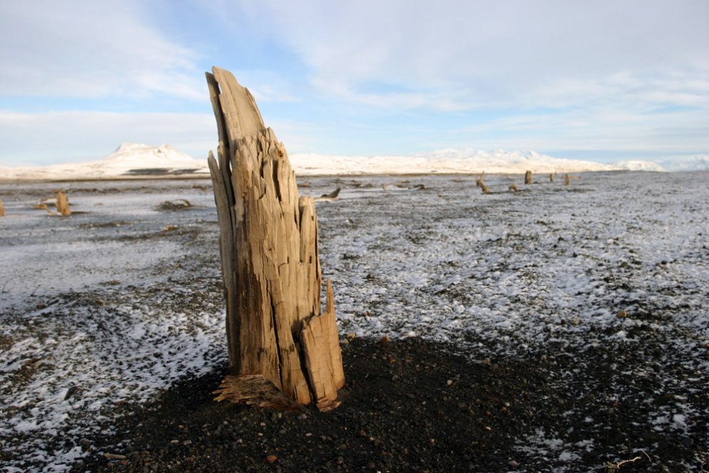 Ný aldursákvörðun fornskógar