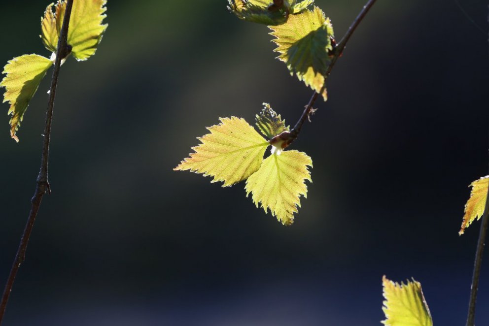 Birki að laufgast í lok apríl 2019. Ljósmynd: Pétur Halldórsson