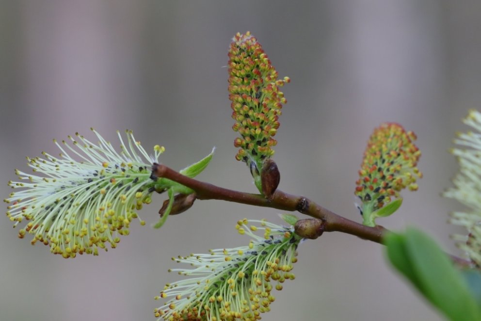Blómstrandi víðir á vori. Mynd: Pétur Halldórsson.