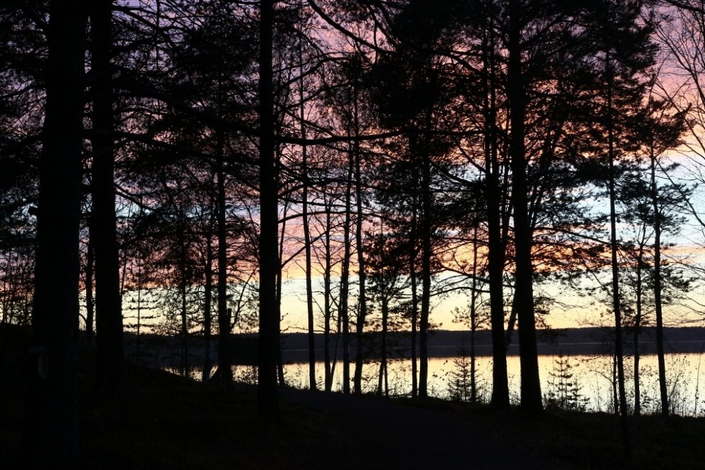 Skotar vilja meðal annars rækta gjöfula barrskóga til að auka framleiðslu skógargeirans en einnig er…