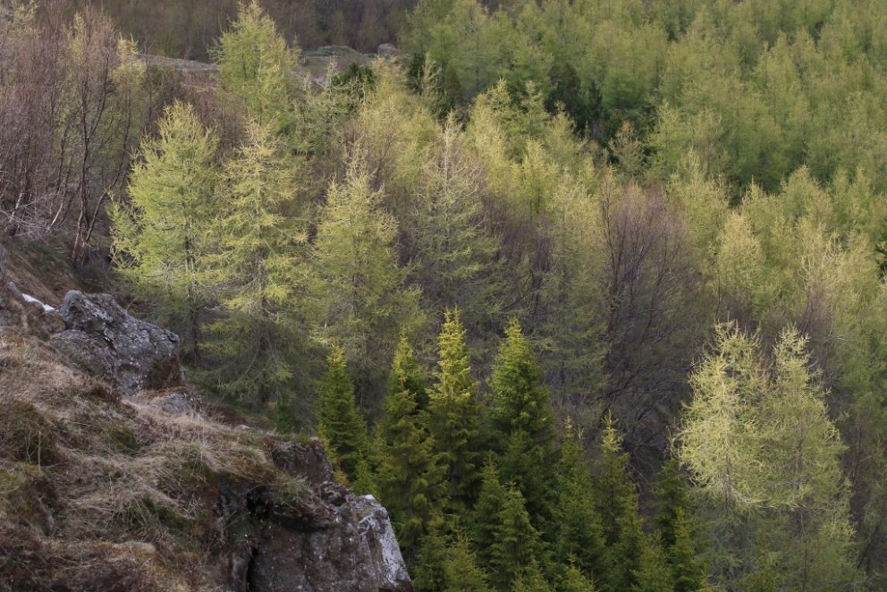 Íslenskur nytjaskógur á vori. Mynd: Pétur Halldórsson