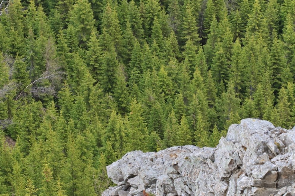 Íslenskur rauðgreniskógur.