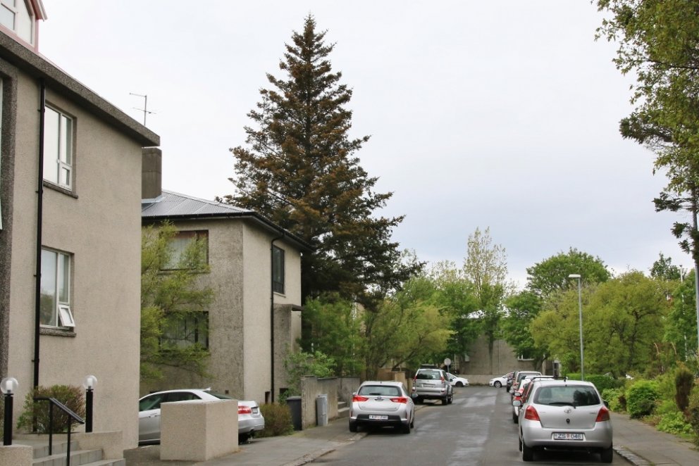 Trjágróður við Kjartansgötu í Reykjavík. Stór barrtré í þéttbýli eru öflugir lofthreinsarar, hreinsa…