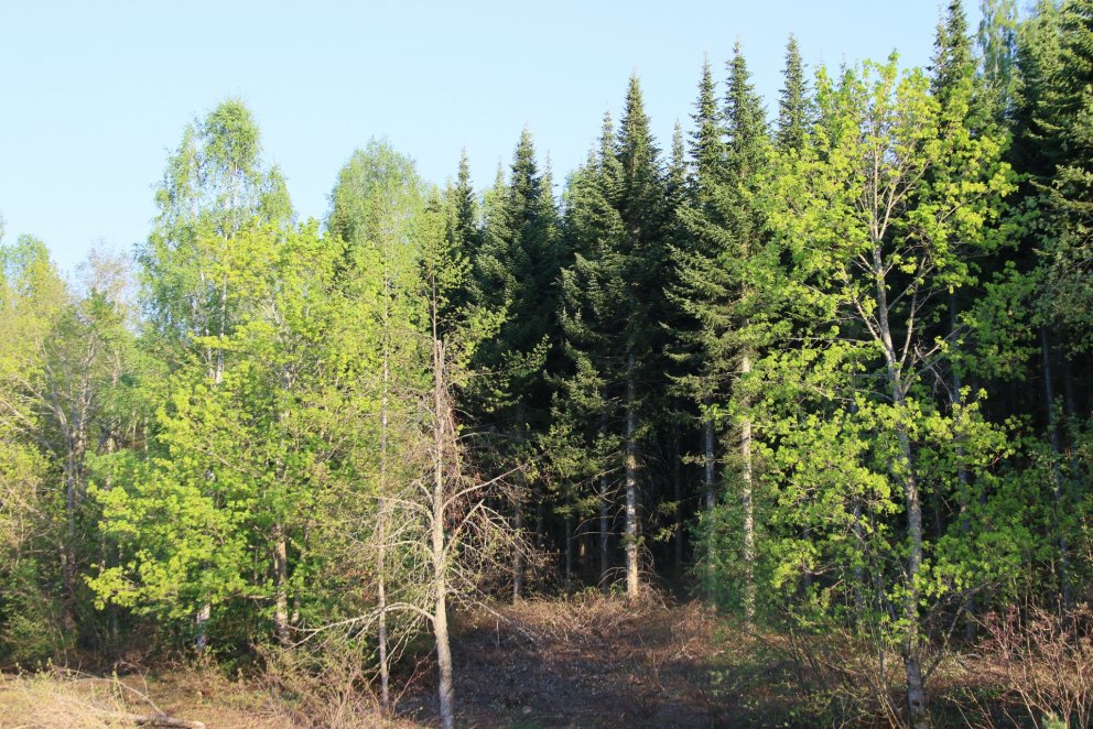 Blandaður skógur í Noregi. Ljósmynd: Pétur Halldórsson