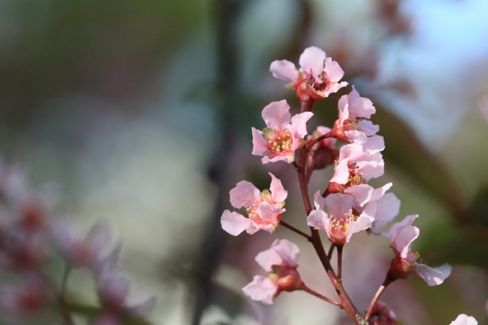 Blóðheggur í blóma á Eiðsvelli á Akureyri 1. júní 2016.