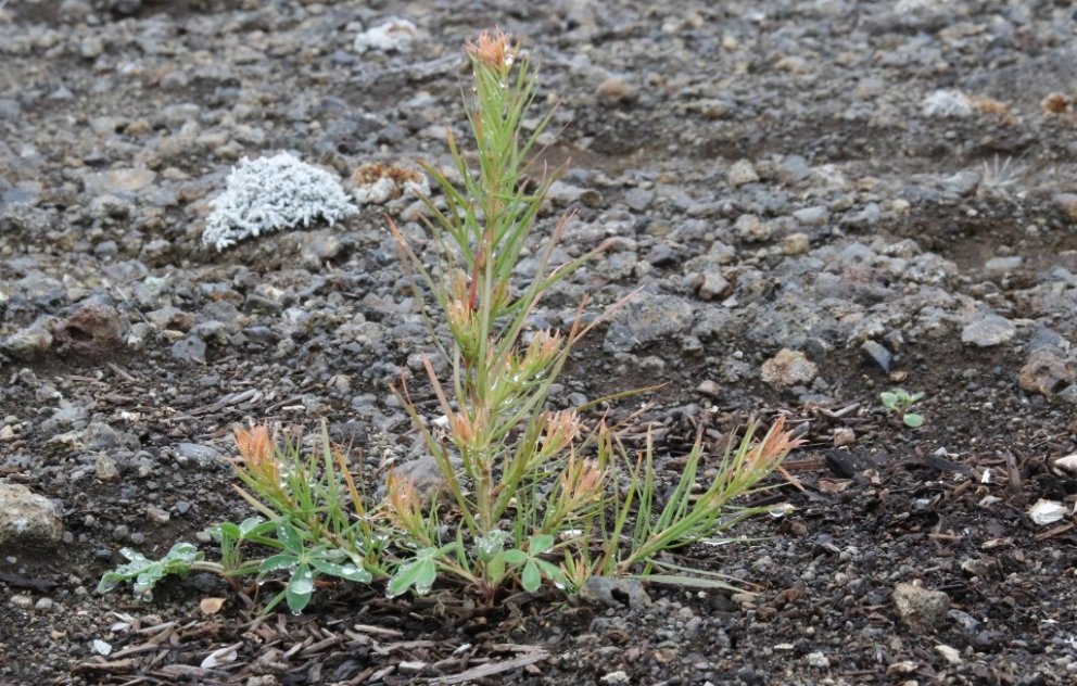 Á Hólasandi var lögð út tilraun sumarið 2015 með notkun moltu og fleiri áburðarefna við skógrækt á a…