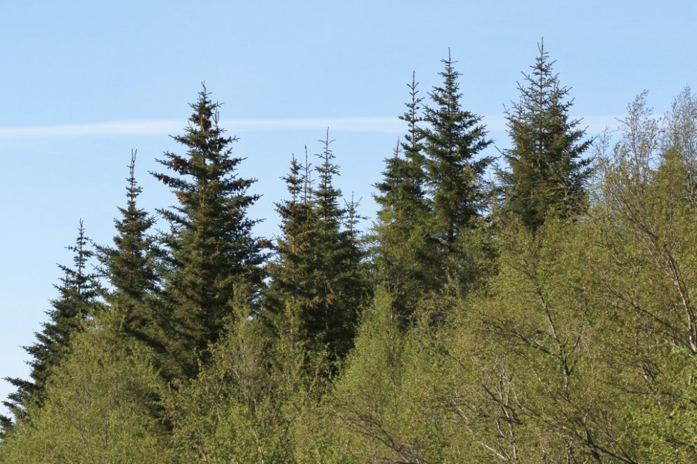 Íslenskur birki- og sitkagreniskógur.