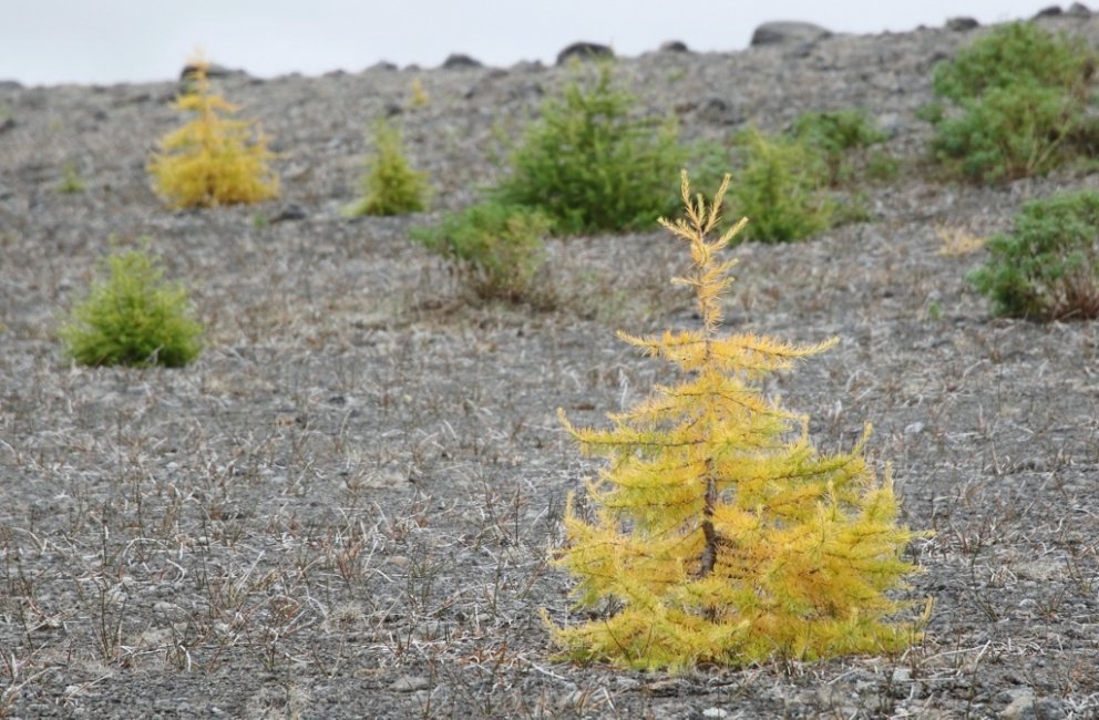 Skógur sem ræktaður er á snauðu landi, rofnu landi, framræstu landi eða auðnum stöðvar þá losun sem &hellip;