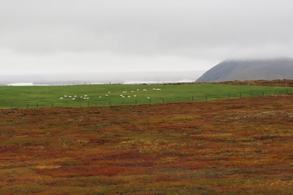 Sauðfé á haustbeit í túni. Beit búpenings hefur mótað mjög landslag á Norðurlöndunum í aldanna rás e…