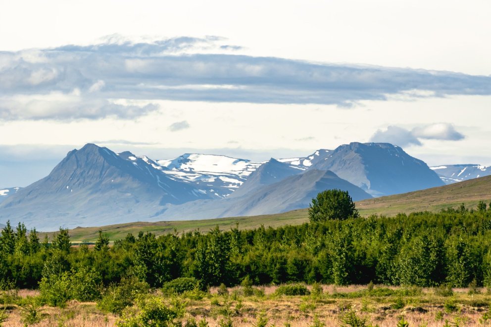 Skógur í skipulögðu íslensku umhverfi. Ljósmynd: Pétur Halldórsson