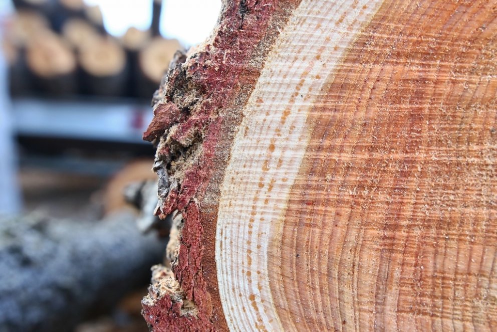 Íslenskt lerki. Kjarnaviðurinn, sá dökki, er ríkur að trjákvoðu og ýmsum efnum sem gera að verkum að…