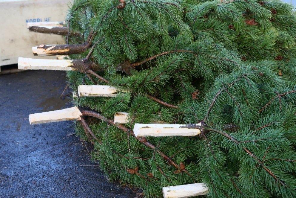 Dökkgrænar og hraustlegar stafafurur tilbúnar í kassa til uppstillingar við verslanir og fyrirtæki.