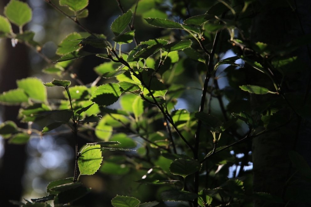 Íslenskt birki í sumarsól.
