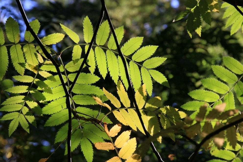 Reyniviður í haustlitum. Mynd: Pétur Halldórsson