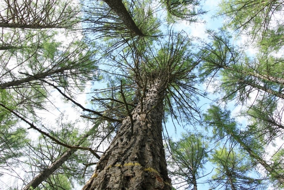 Ríflega aldargamalt evrópulerki í Finnlandi.