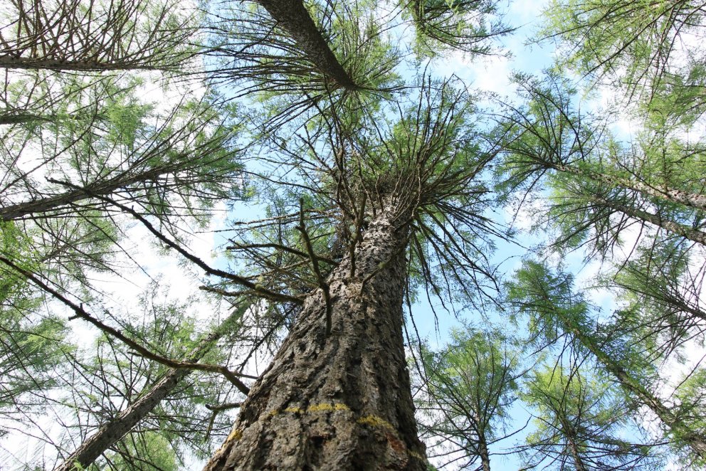 Gamall evrópulerkiskógur í Finnlandi. Ljósmynd: Pétur Halldórsson