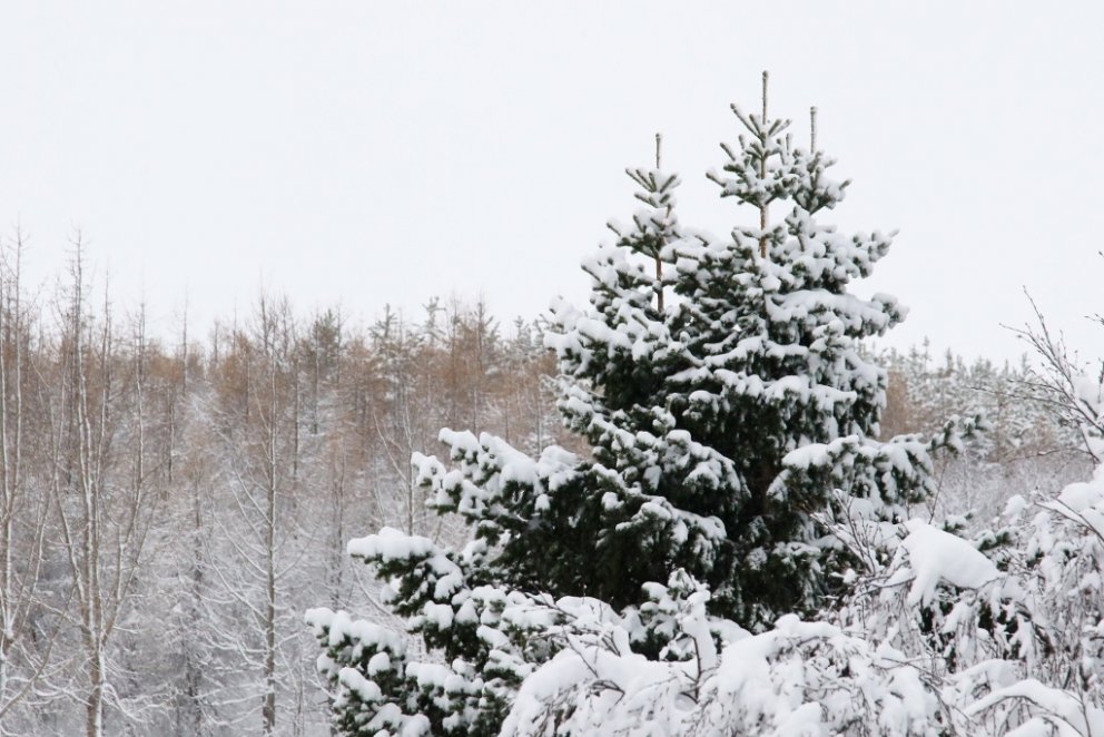 Blandaður íslenskur skógur í vetrarbúningi.
