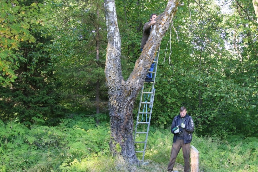 Brynjar byrjar að bora í annan stofninn.