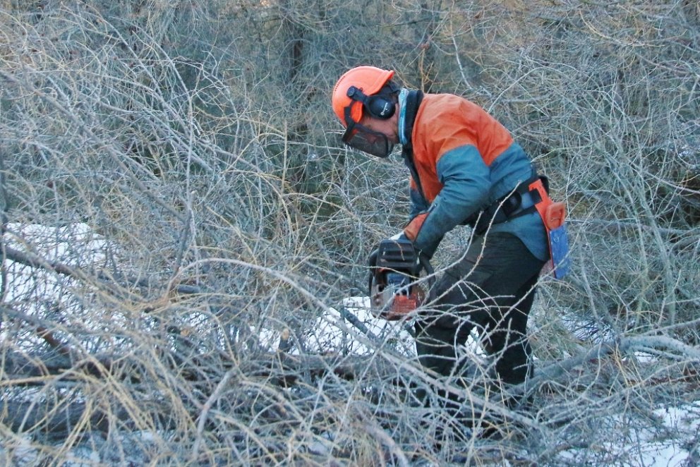 Laus pláss á trjáfellingar- og grisjunarnámskeið Hallormsstað