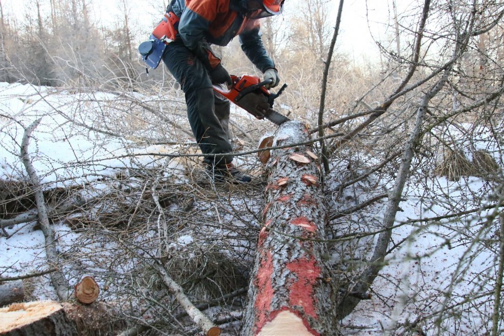 Unnið með keðjusög að vetri. Nám í trjáfellingum og grisjun með keðjusög er hagnýtt fyrir allt skógr…