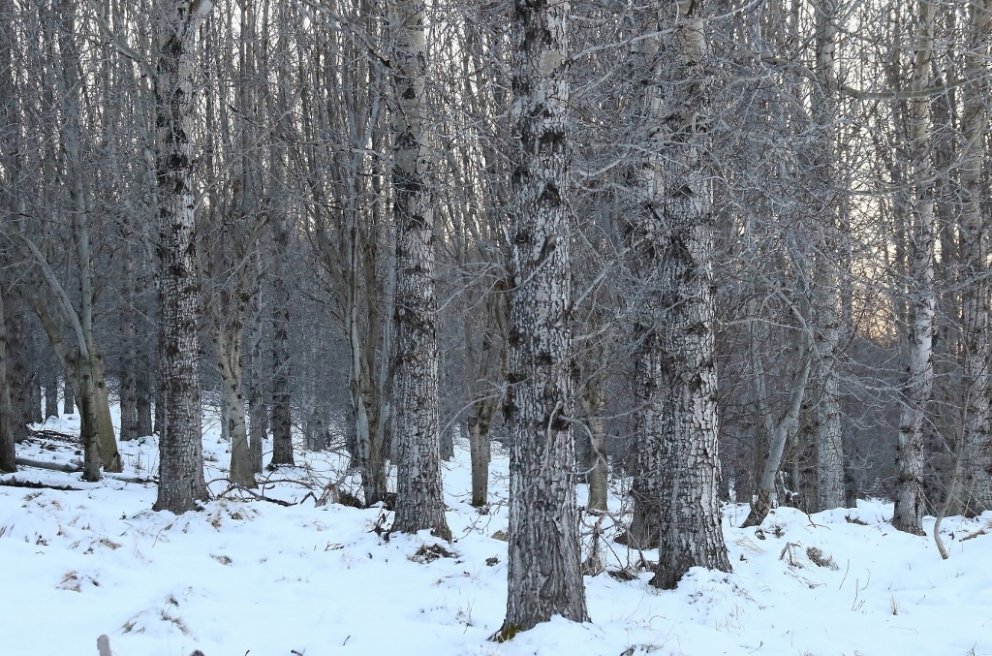 Á Gunnfríðarstöðum á Bakásum í Austur-Húnavatnssýslu er vaxinn upp myndarlegur skógur með ýmsum trjá…