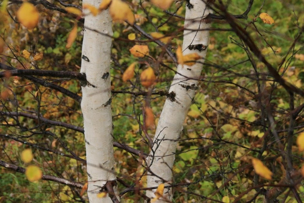 Úr villtum norðlenskum birkiskógi. Mynd: Pétur Halldórsson.