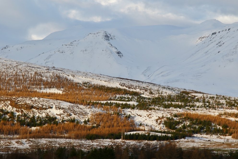 Rannsóknastöð skógræktar Mógilsá heldur Fagráðstefnu skógræktar að þessu sinni á fimmtíu ára afmælis…