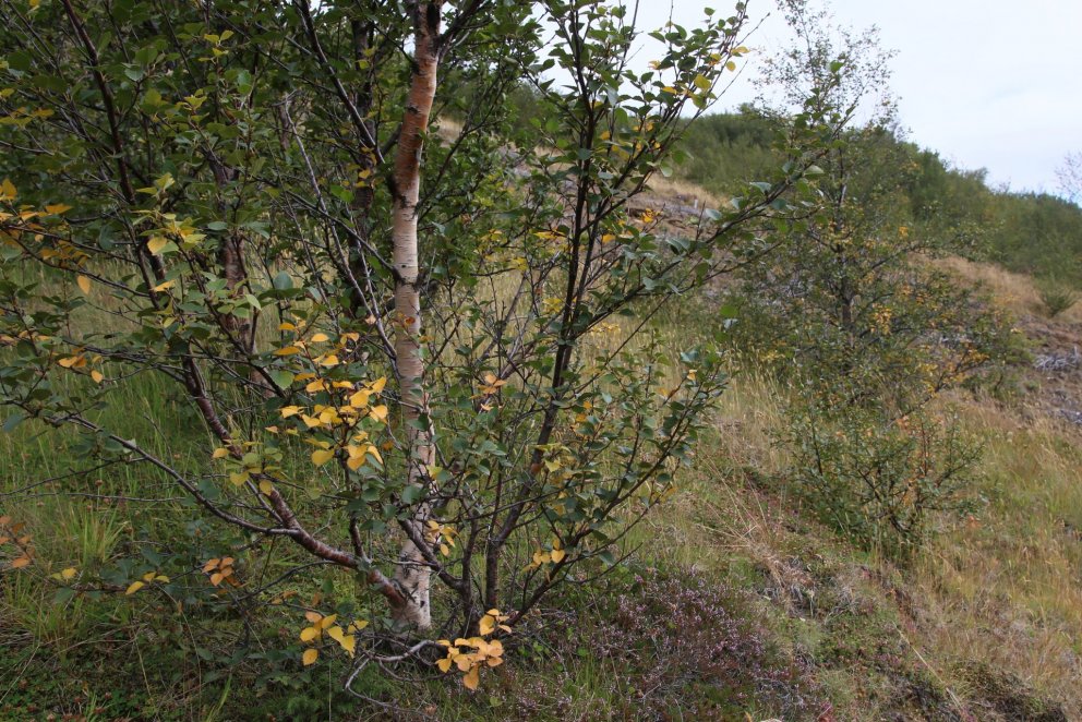 Villt birki á Þórsmörk. Ljósmynd: Pétur Halldórsson