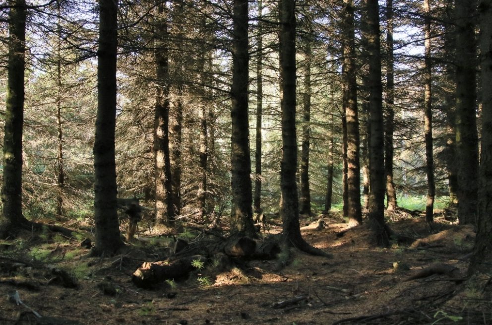 Íslenskur nytjaskógur ætti ekki síður að geta verið vænleg fjárfesting til langs tíma en bandarískur…