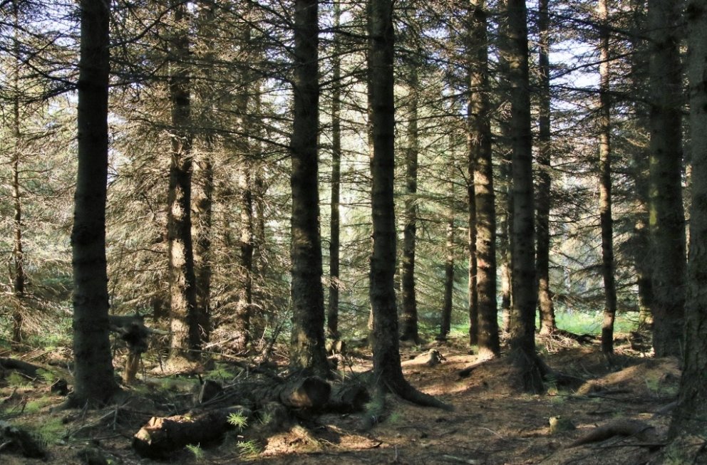 Íslenskur greniskógur.