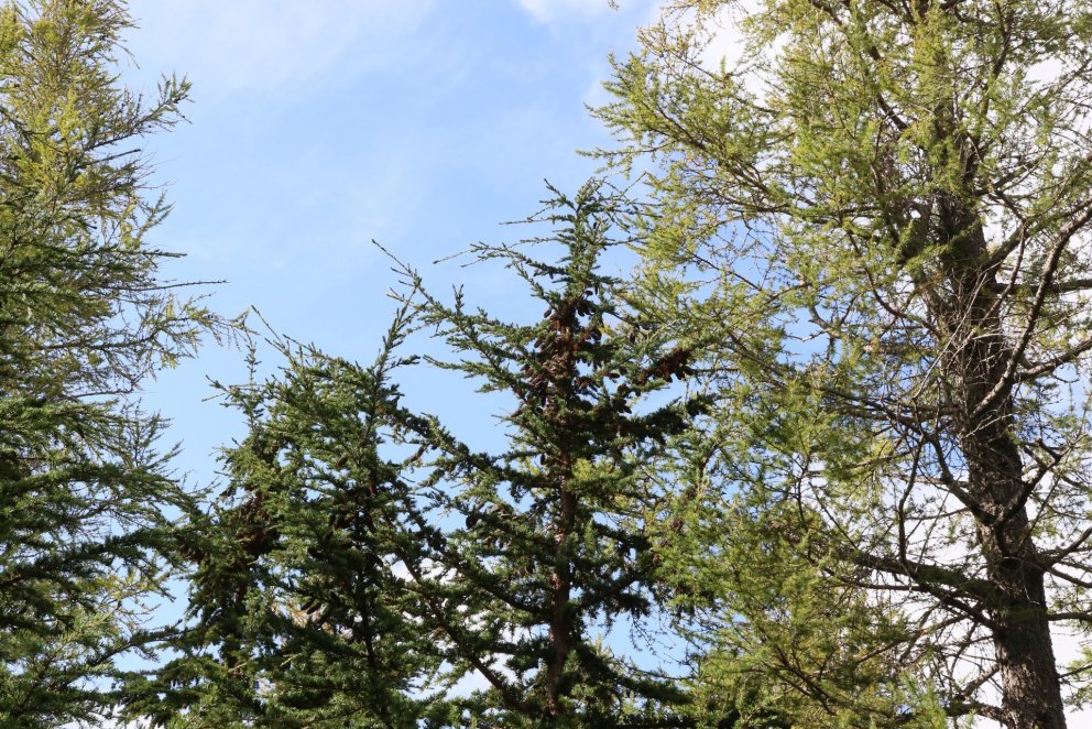 Ljósmynd: Pétur Halldórsson