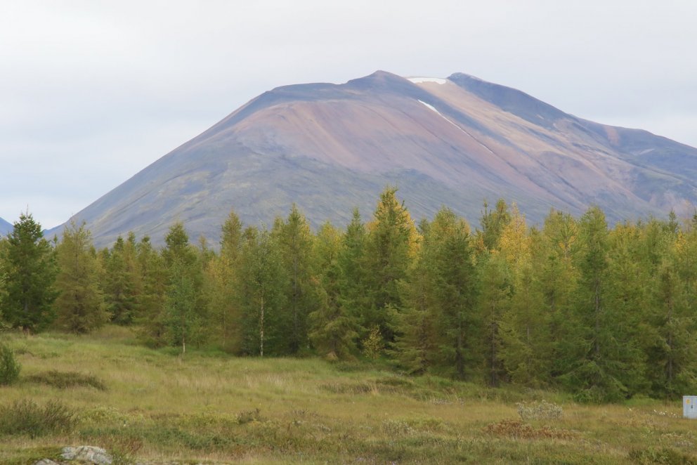 Skógur á Héraði. Ljósmynd: Pétur Halldórsson