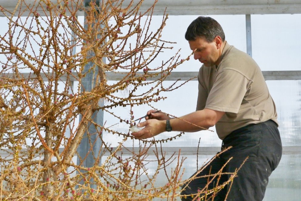 Brynjar Skúlason frævar hér evrópulerki með frjói af rússalerki í Fræhúsinu á Vöglum þar sem lerkibl…