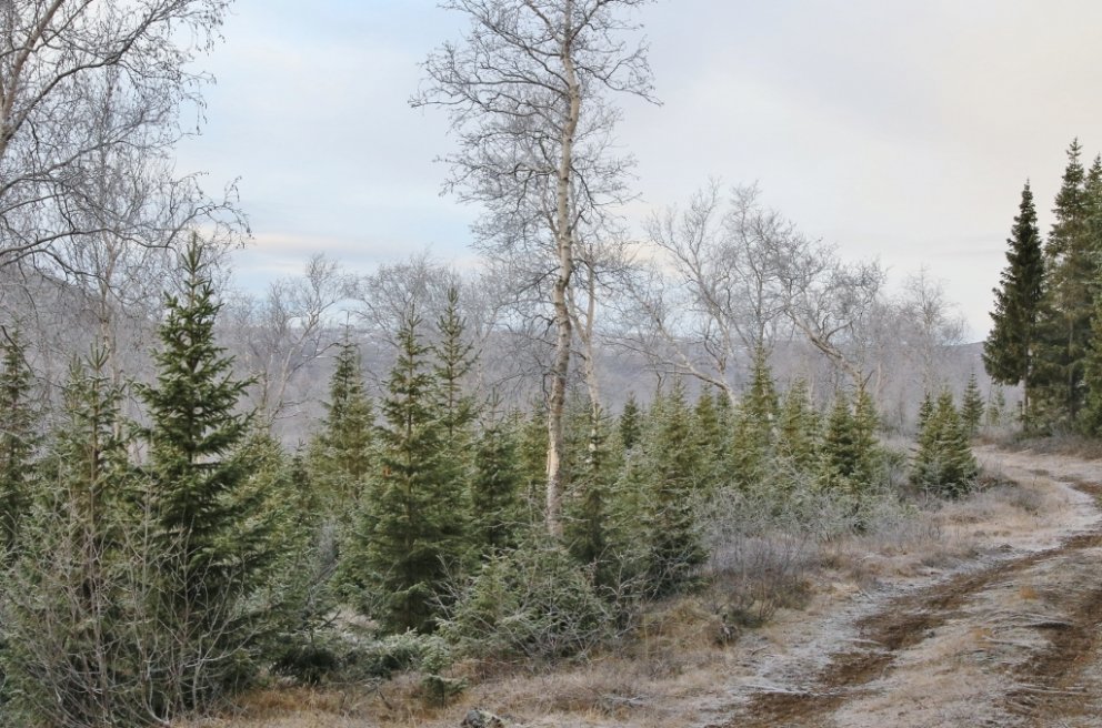 Úr Vaglaskógi. Ljósmynd: Pétur Halldórsson