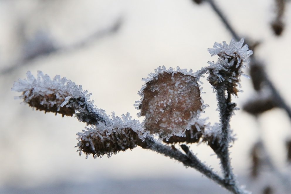 Ískristallar á birki í Sigríðarstaðaskógi. Mynd: Pétur Halldórsson.
