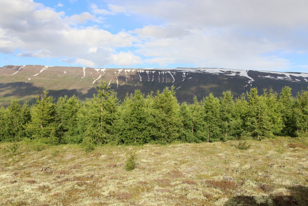 Ræktaður íslenskur skógur með gjöfulum trjátegundum bindur árlega að meðaltali um tíu tonn af koltví…